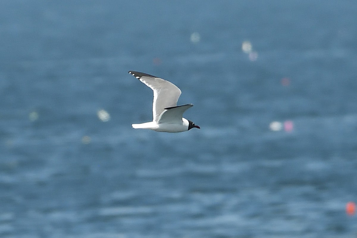 Laughing Gull - ML605435641