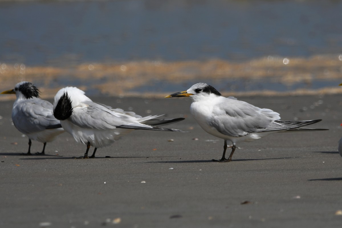 Sandwich Tern - ML605436371