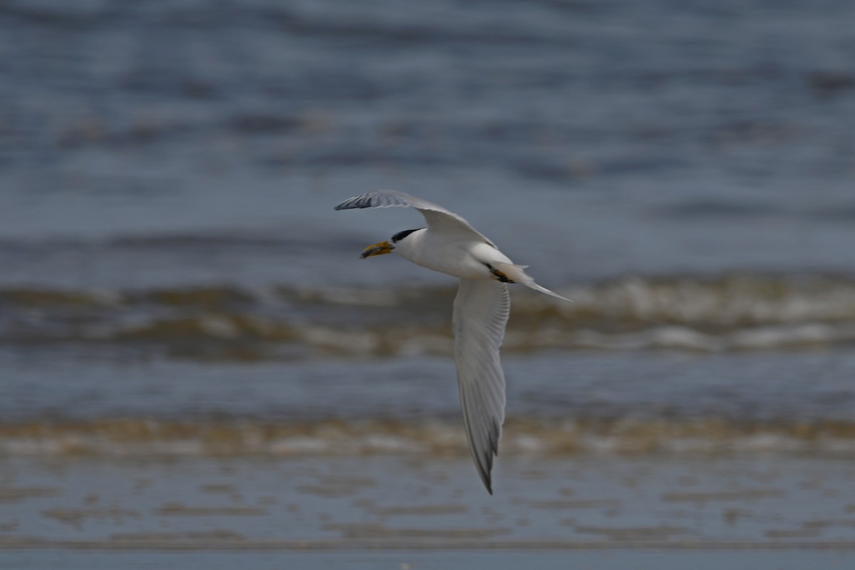 Sandwich Tern - ML605436381