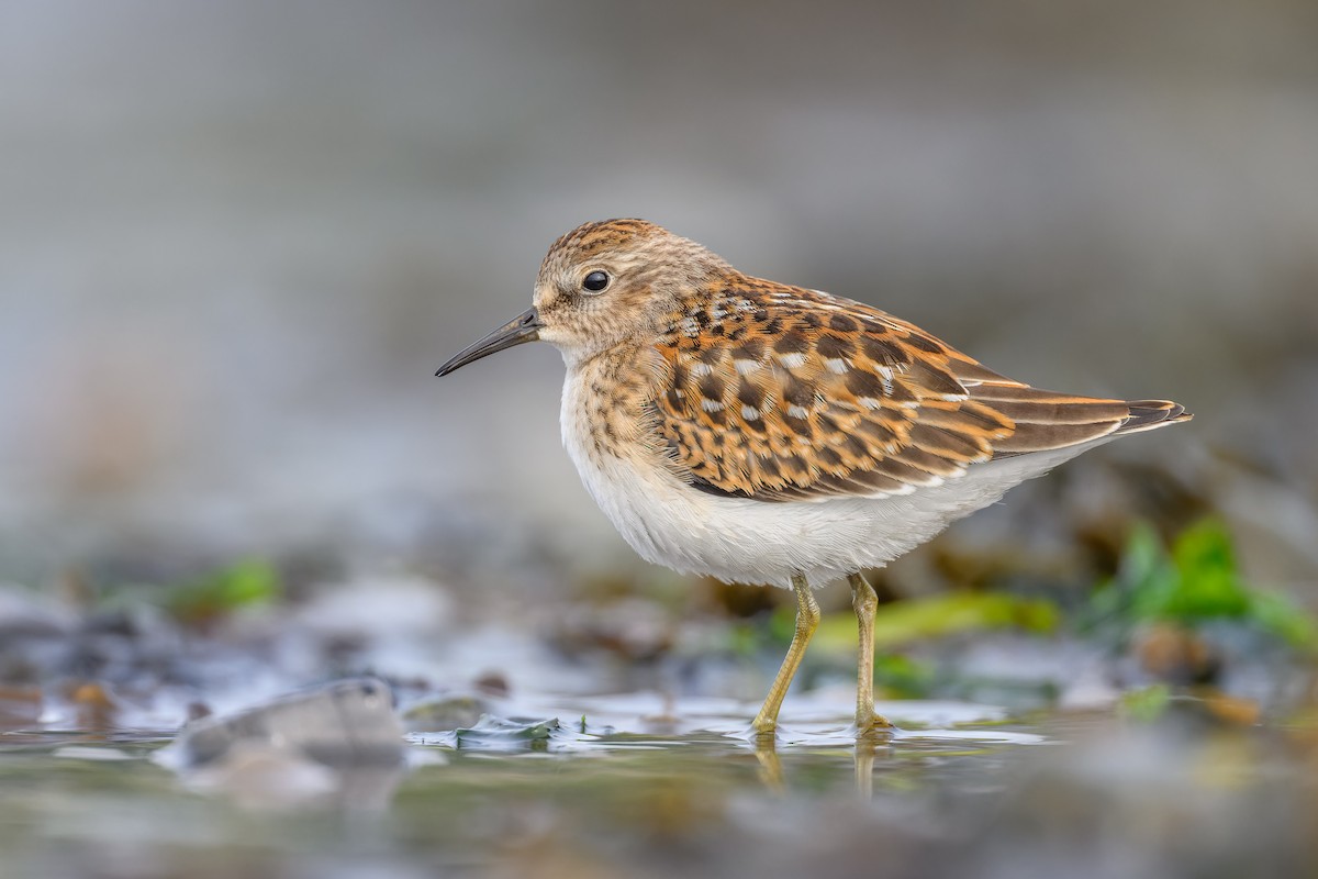 Least Sandpiper - ML605436601