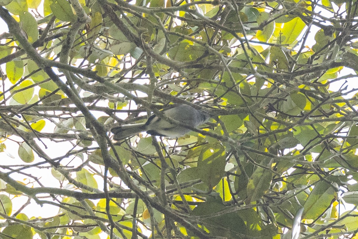 Iquitos Gnatcatcher - ML605437131