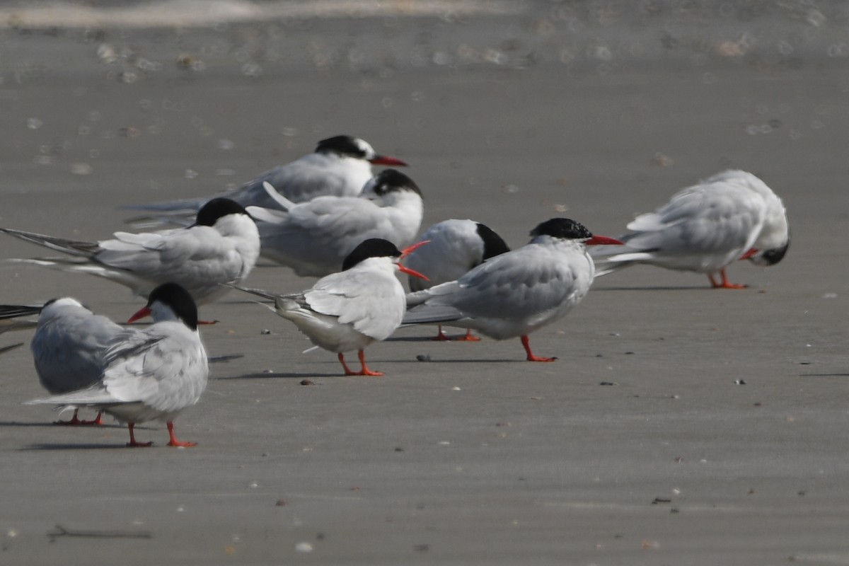 South American Tern - ML605437181