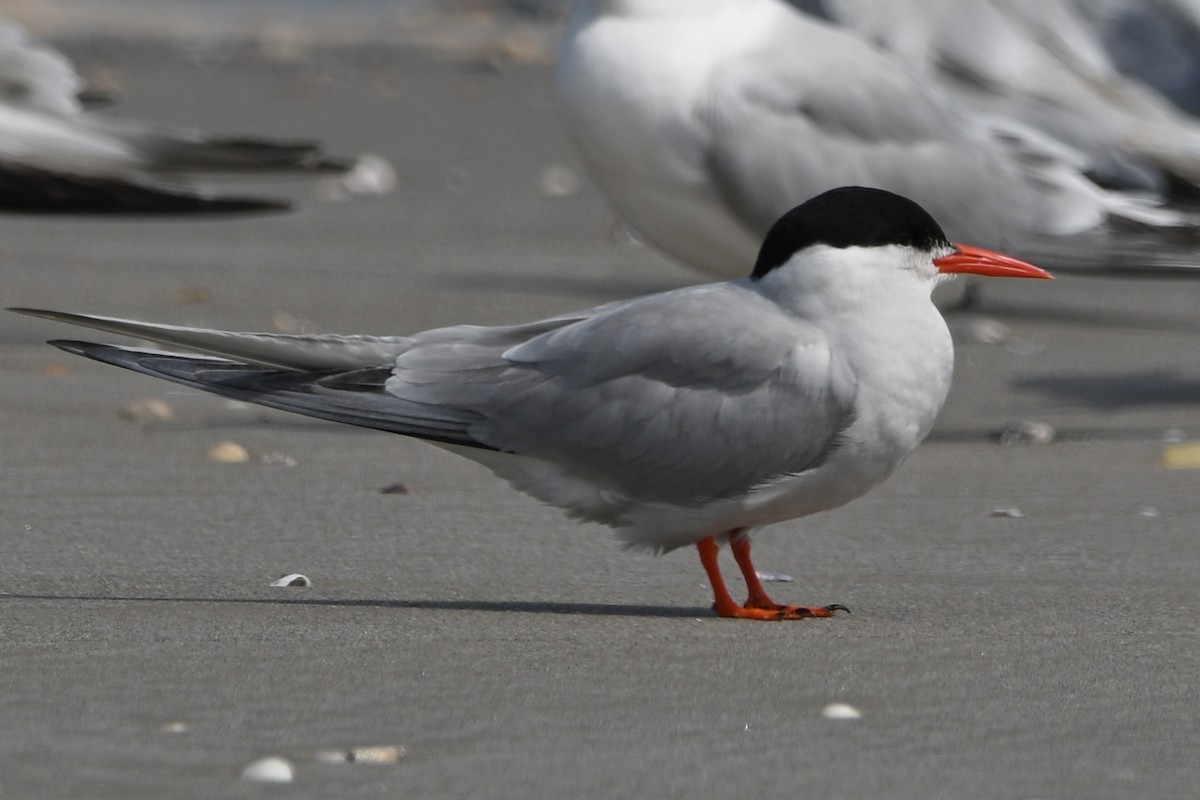 South American Tern - ML605437191