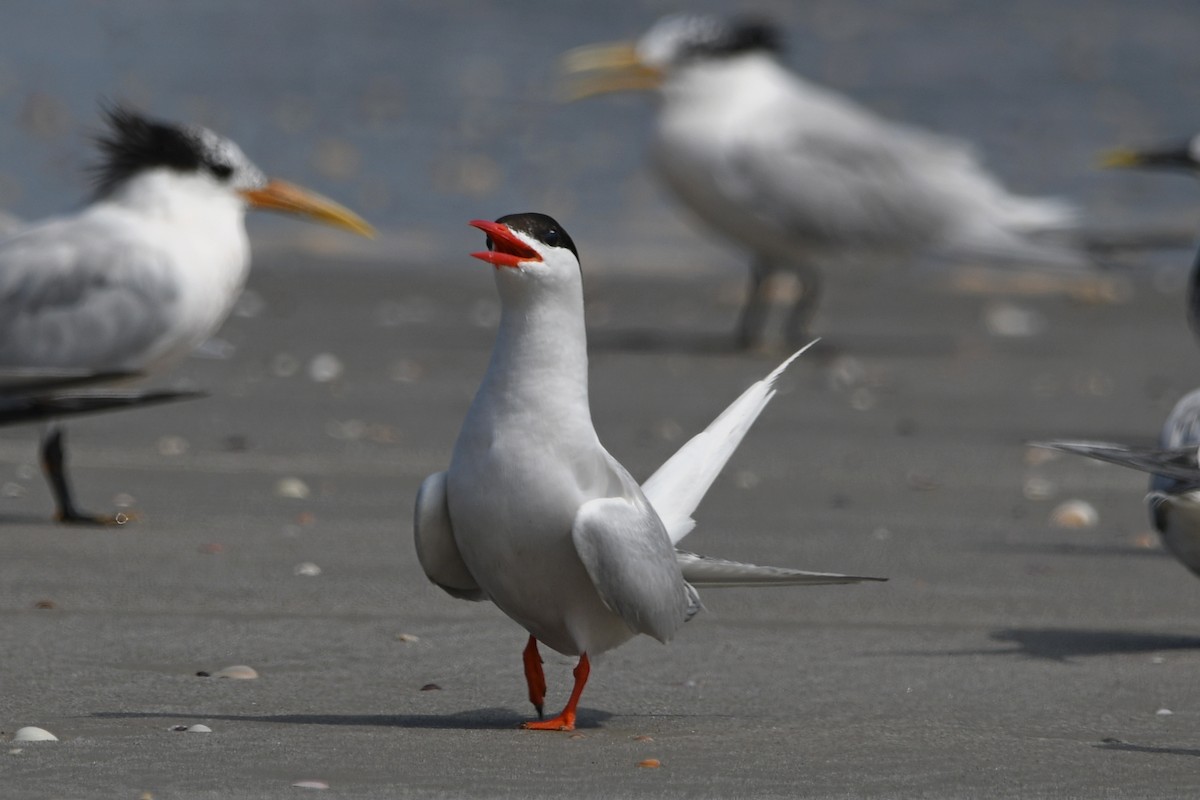 South American Tern - ML605437201