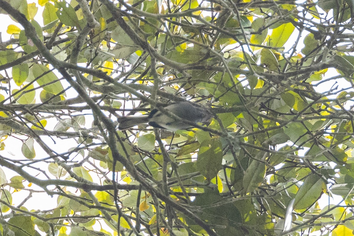 Iquitos Gnatcatcher - ML605437491