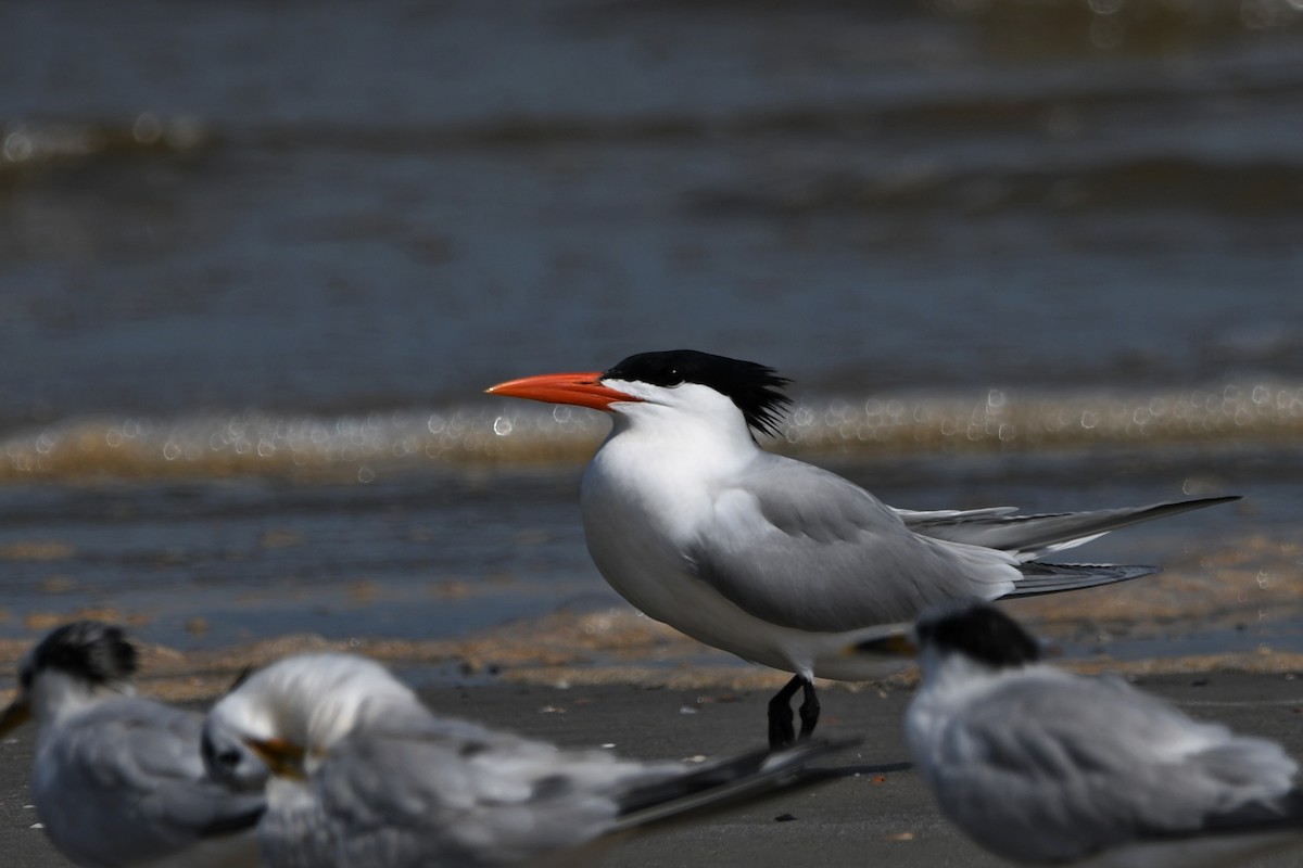 Royal Tern - ML605437661