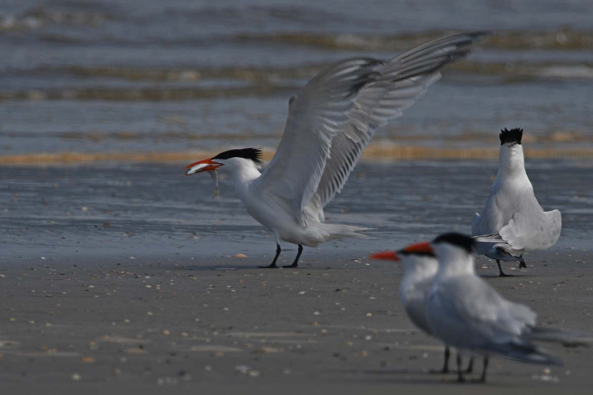 Royal Tern - ML605437671