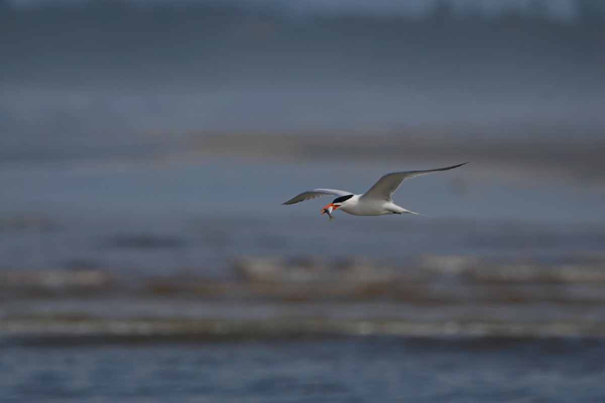 Royal Tern - ML605437681