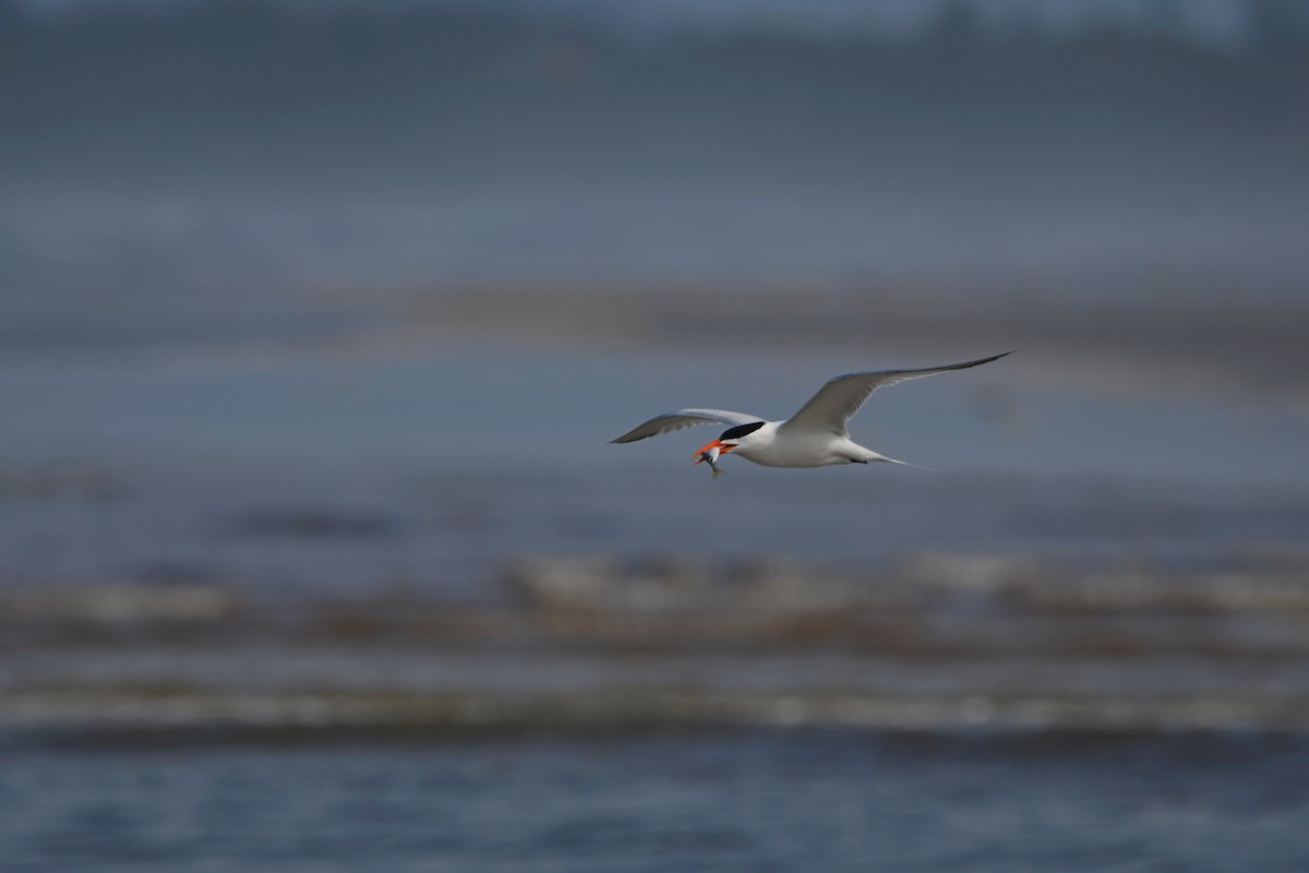 Royal Tern - ML605437681