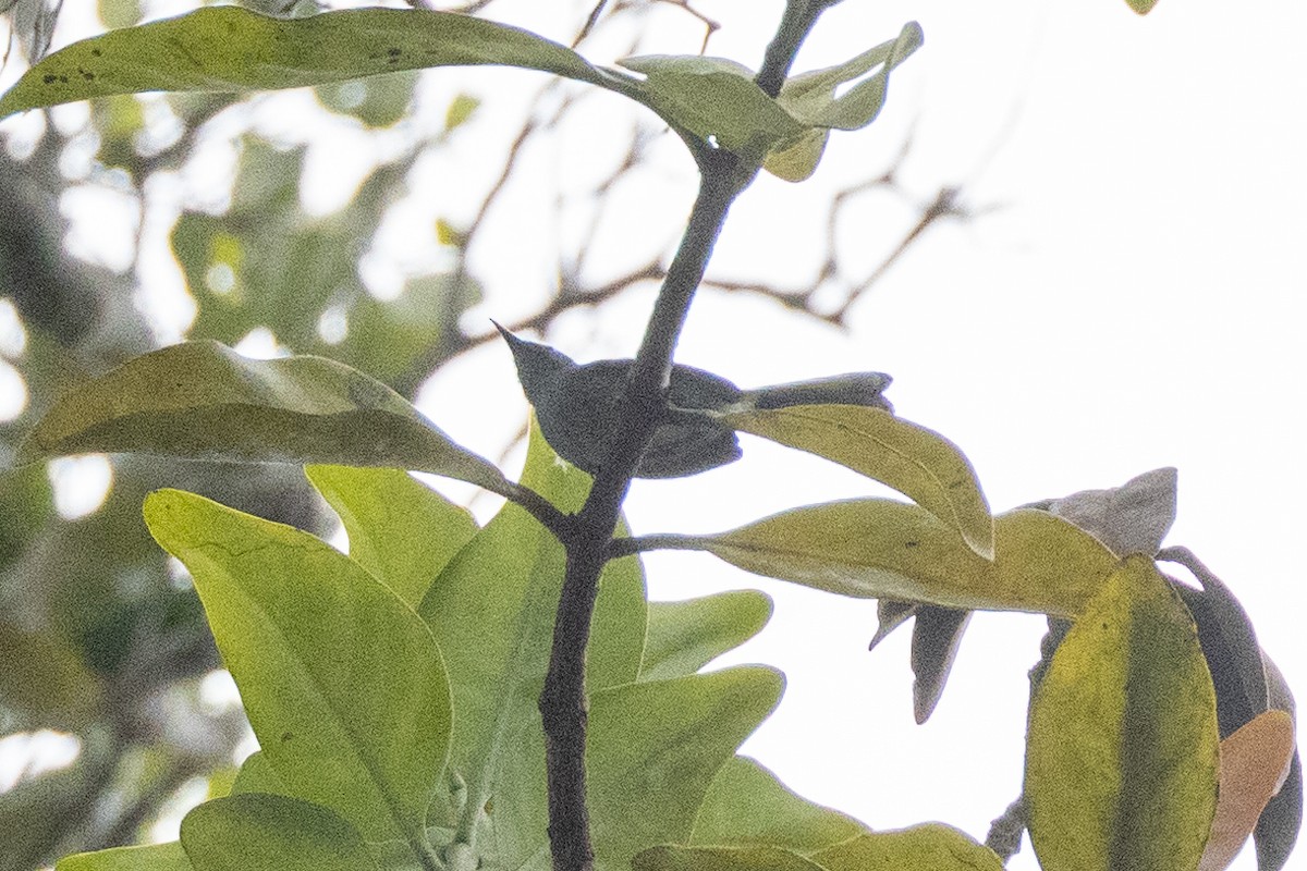 Iquitos Gnatcatcher - Eric VanderWerf