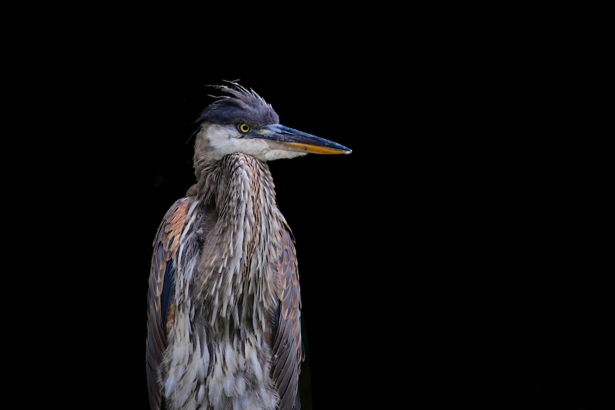 Great Blue Heron - ML605439301