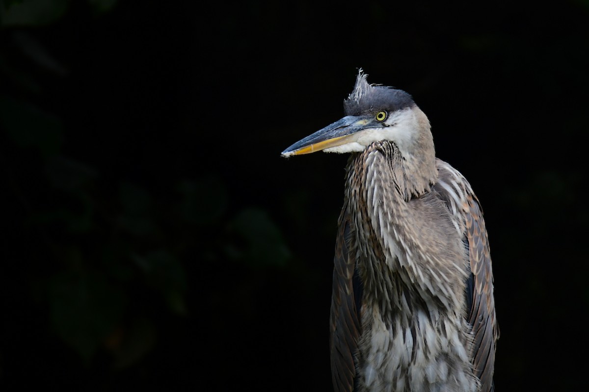 Great Blue Heron - ML605439311