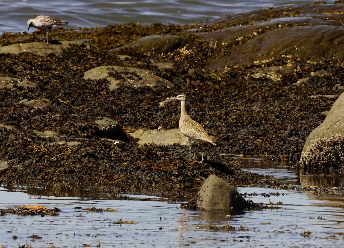 Hudsonian Whimbrel - Geneviève Dumas