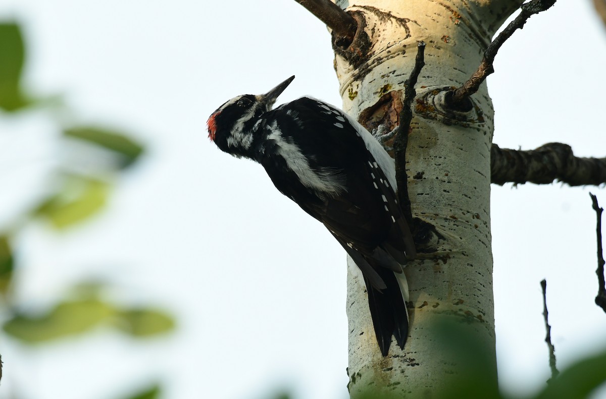 Hairy Woodpecker - ML605439491