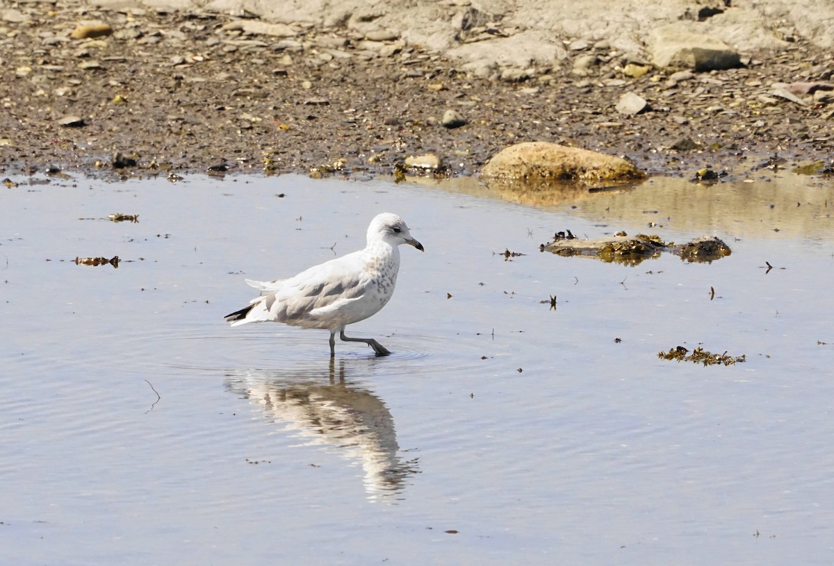 Ring-billed Gull - Geneviève Dumas