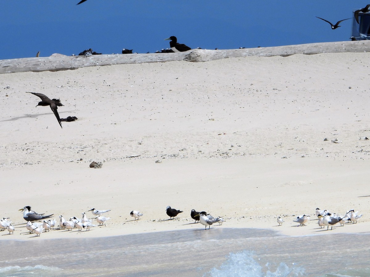 Little Tern - ML605440281