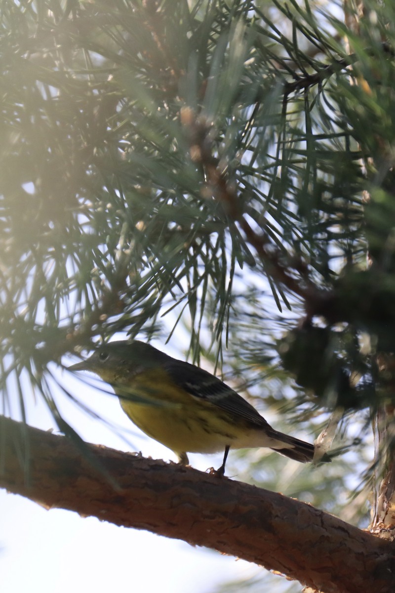 Magnolia Warbler - ML605440431