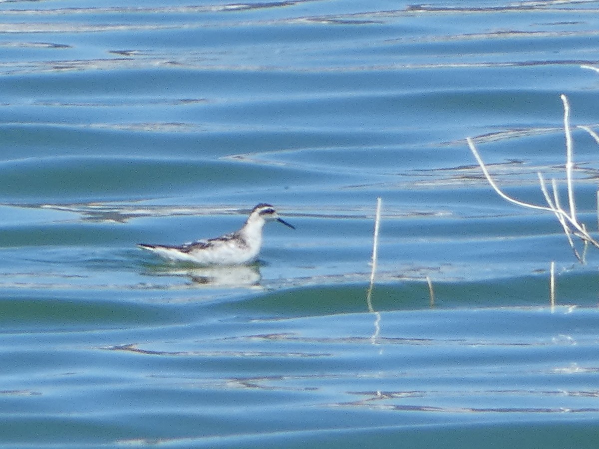 Red-necked Phalarope - ML605440841