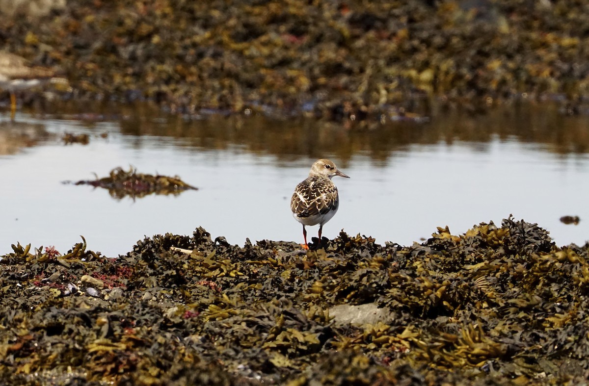 Ruddy Turnstone - Geneviève Dumas