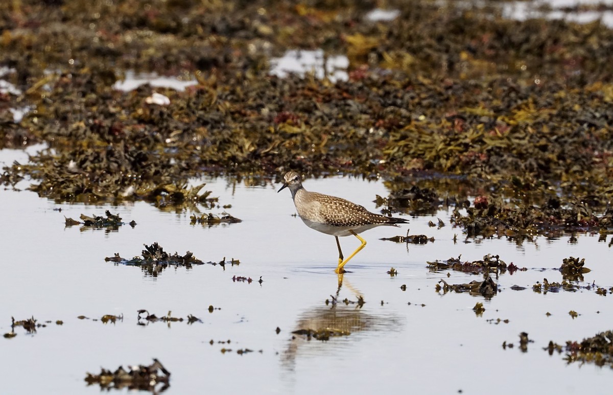 Lesser Yellowlegs - Geneviève Dumas