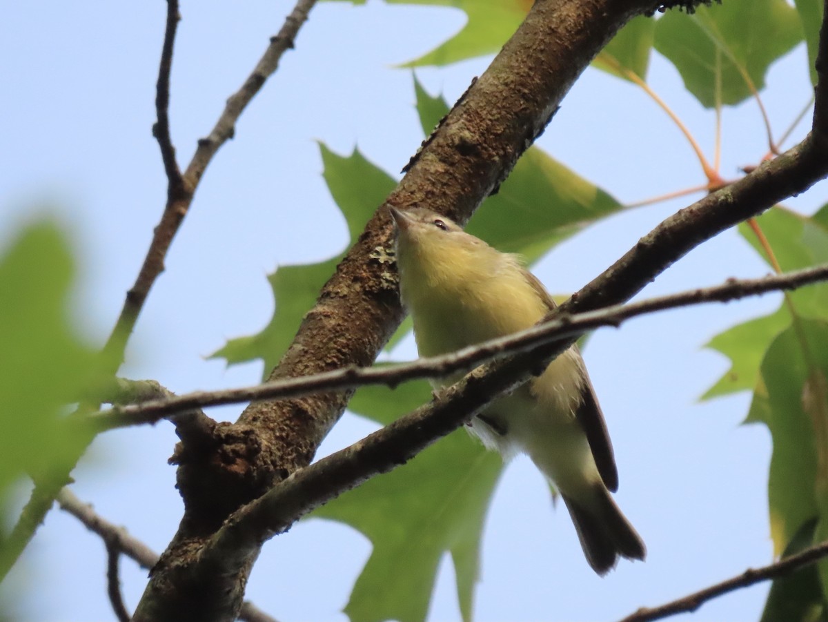 Philadelphia Vireo - ML605441191