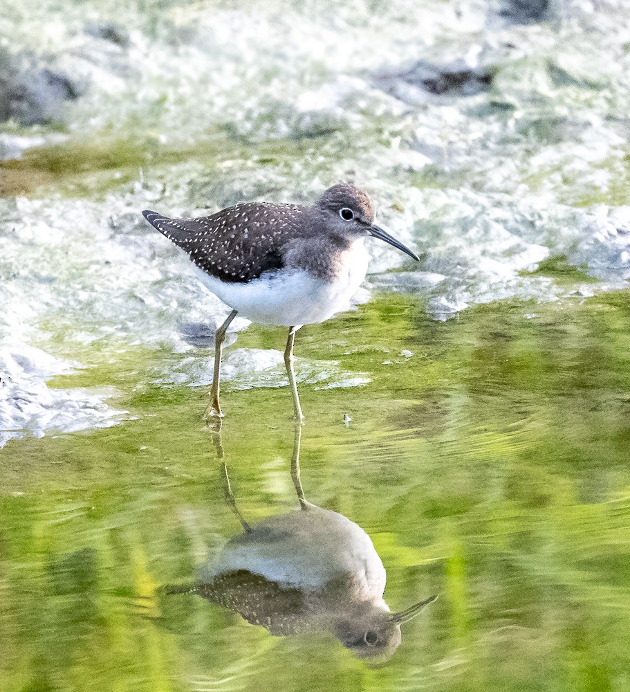 Solitary Sandpiper - ML605441271