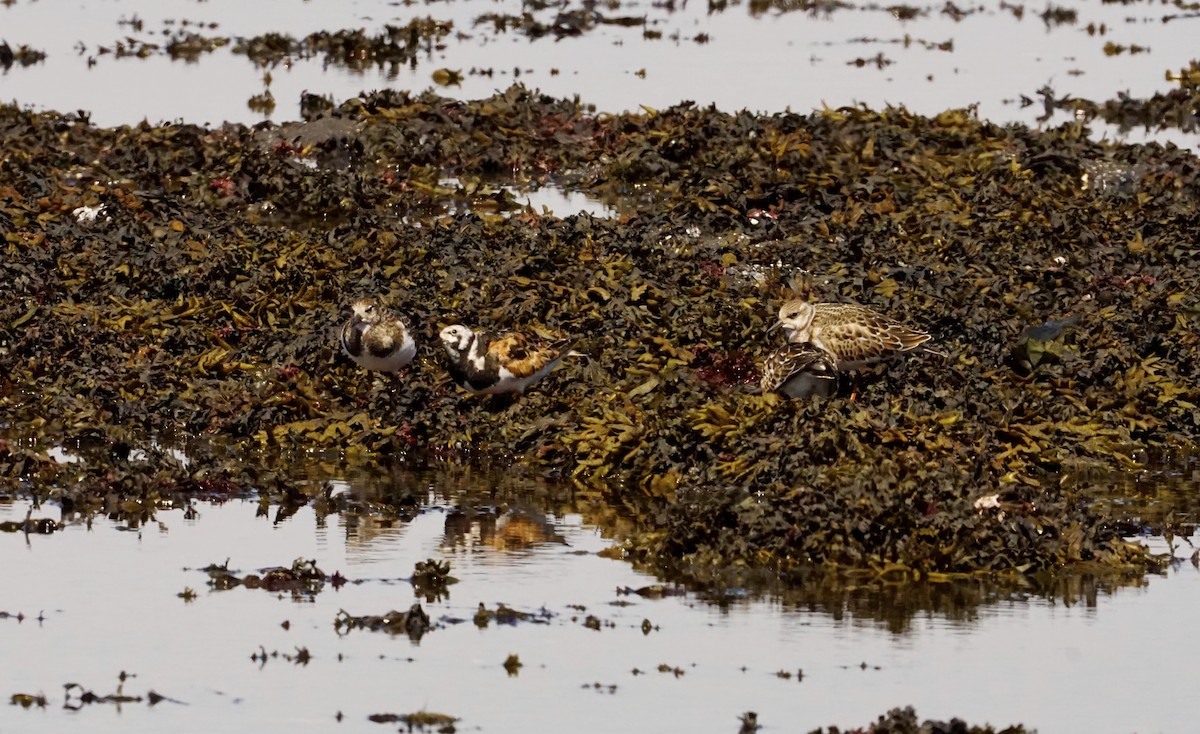 Ruddy Turnstone - Geneviève Dumas