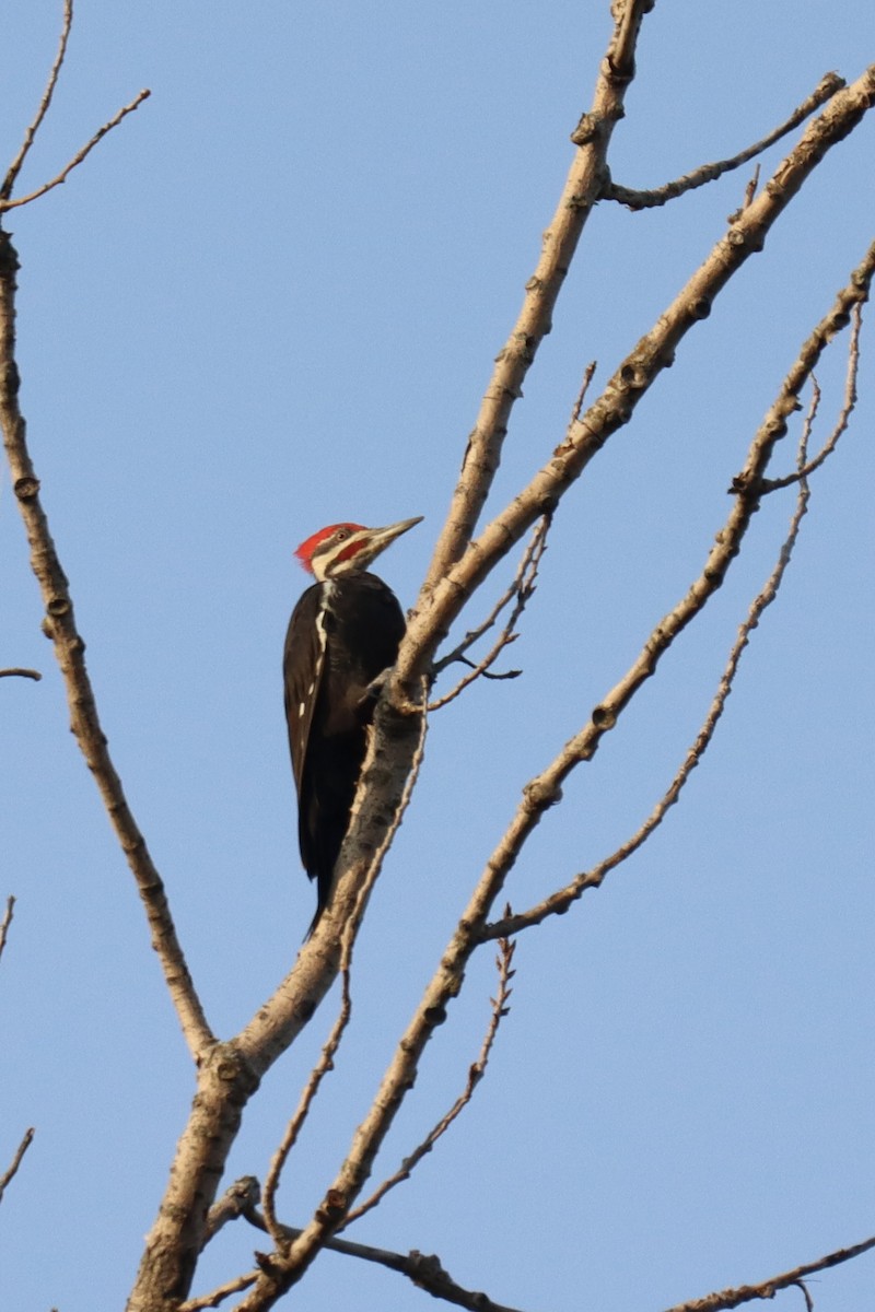 Pileated Woodpecker - ML605441631