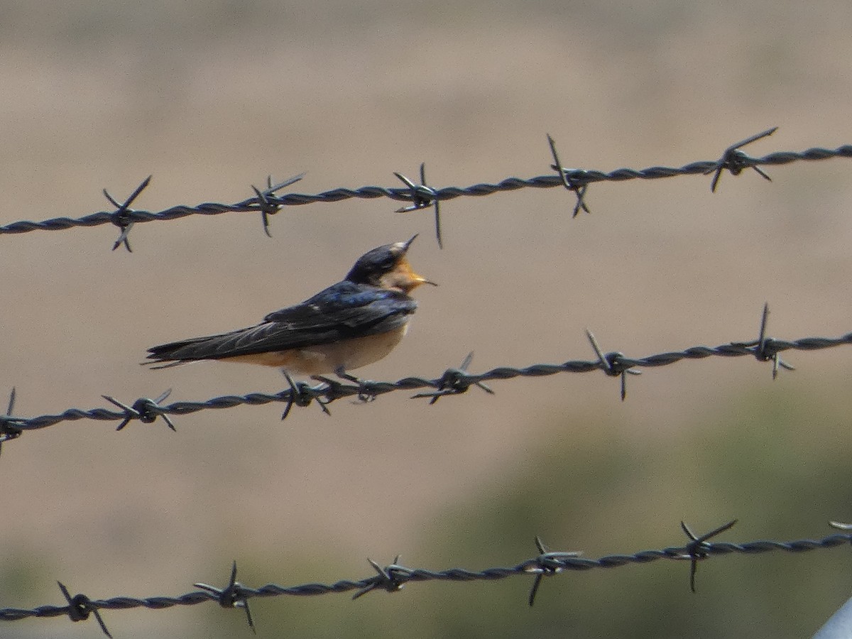 Barn Swallow - ML605441751