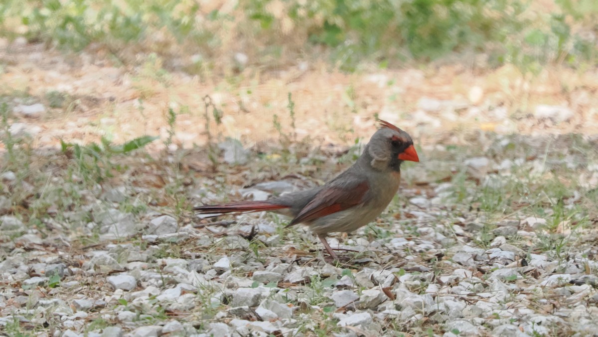 Northern Cardinal - Mike Grant