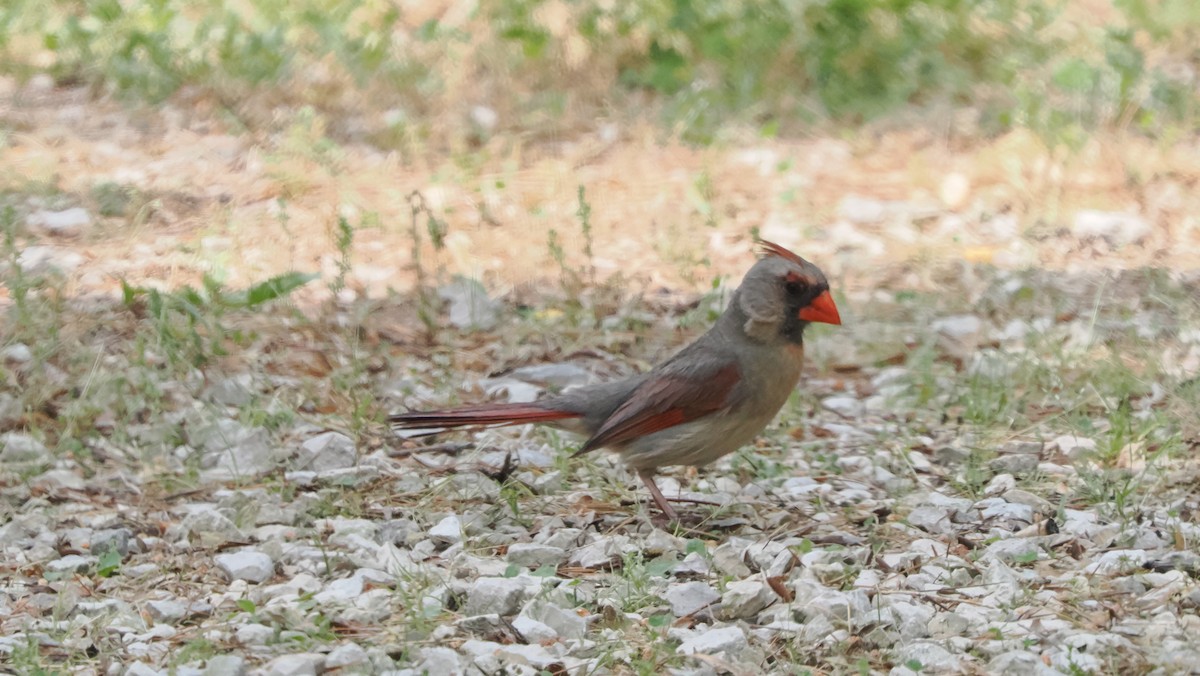 Northern Cardinal - ML605441941