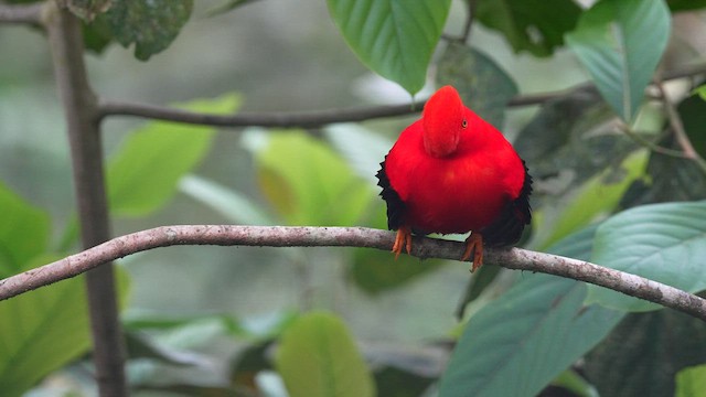 Andean Cock-of-the-rock - ML605442021