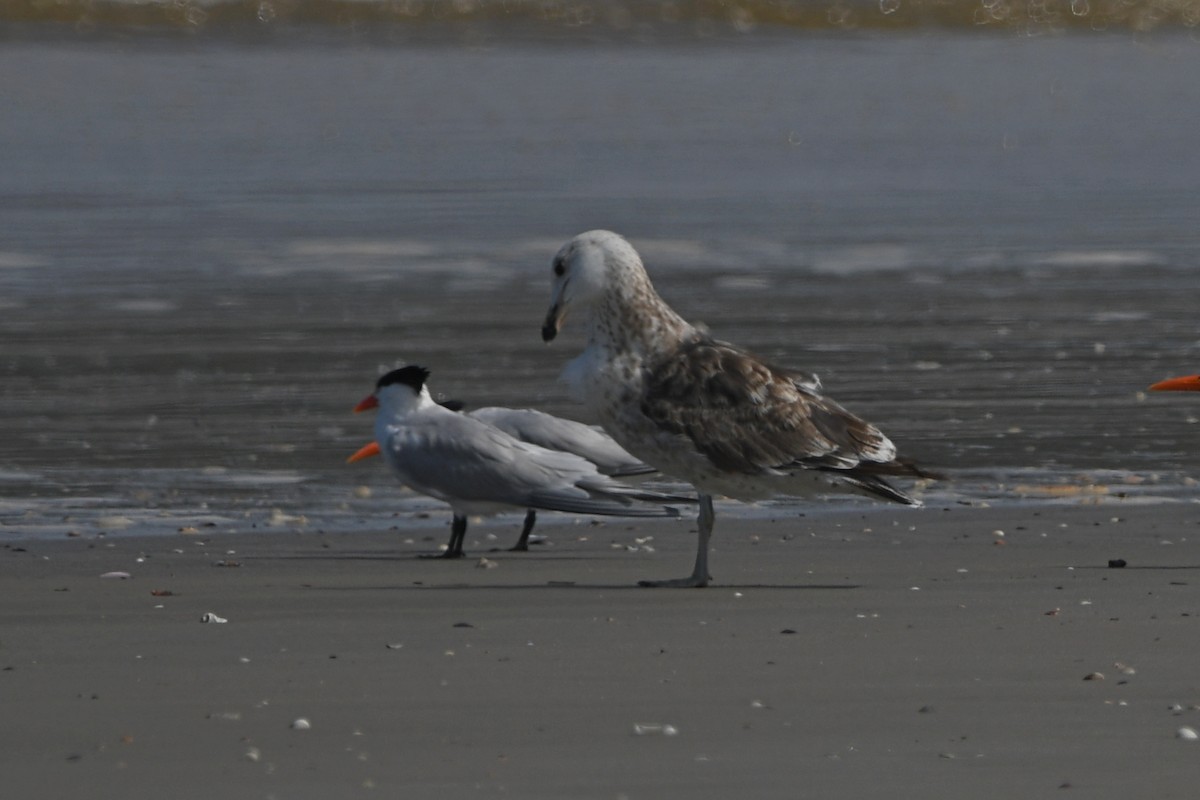 Kelp Gull - ML605442101