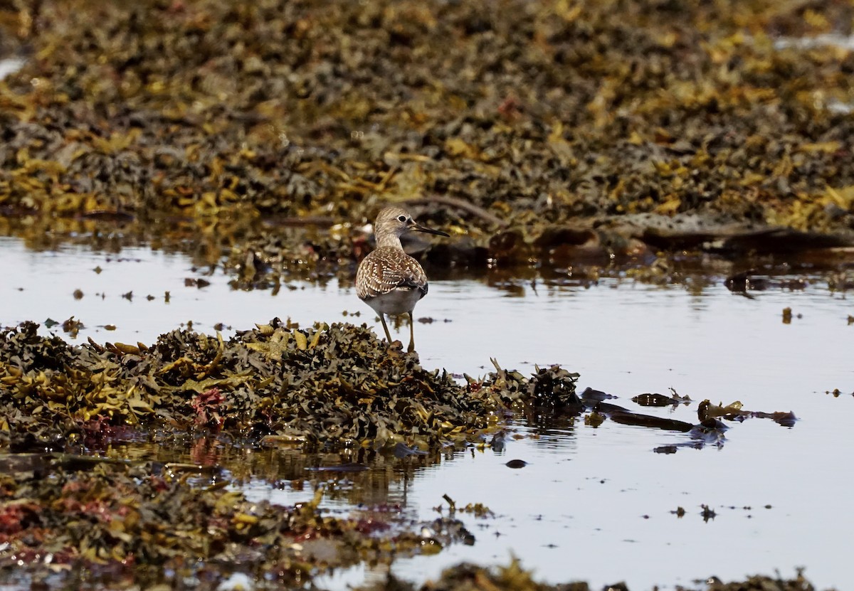 Greater Yellowlegs - ML605442221