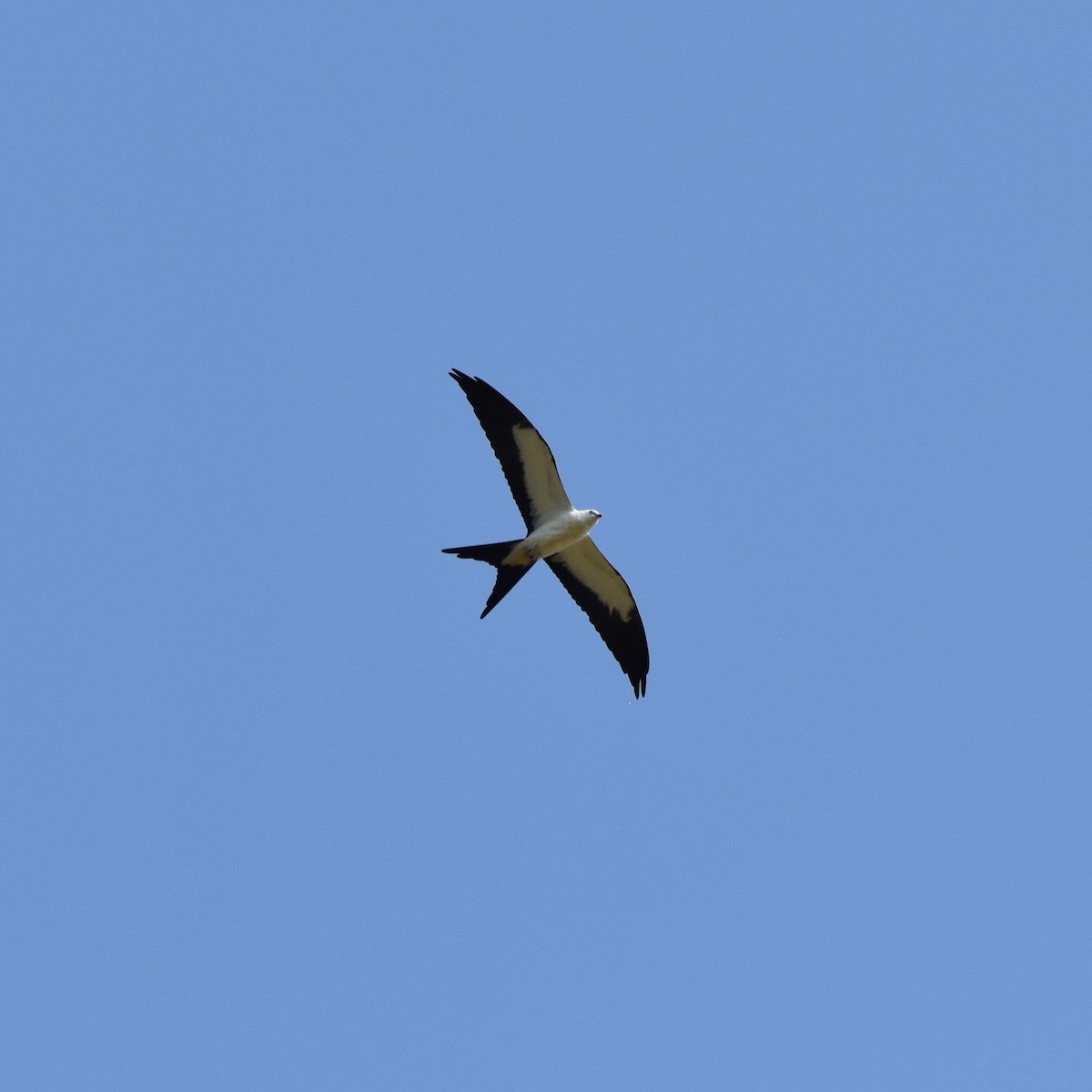 Swallow-tailed Kite - Kearby Bridges