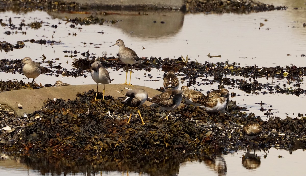 Red Knot - Geneviève Dumas