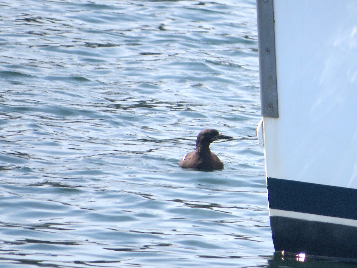 Black Guillemot - ML605443301