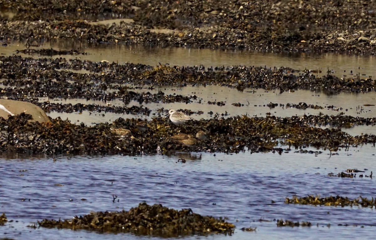 Bécasseau sanderling - ML605443801