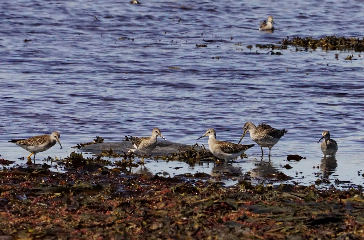 Greater Yellowlegs - ML605444301