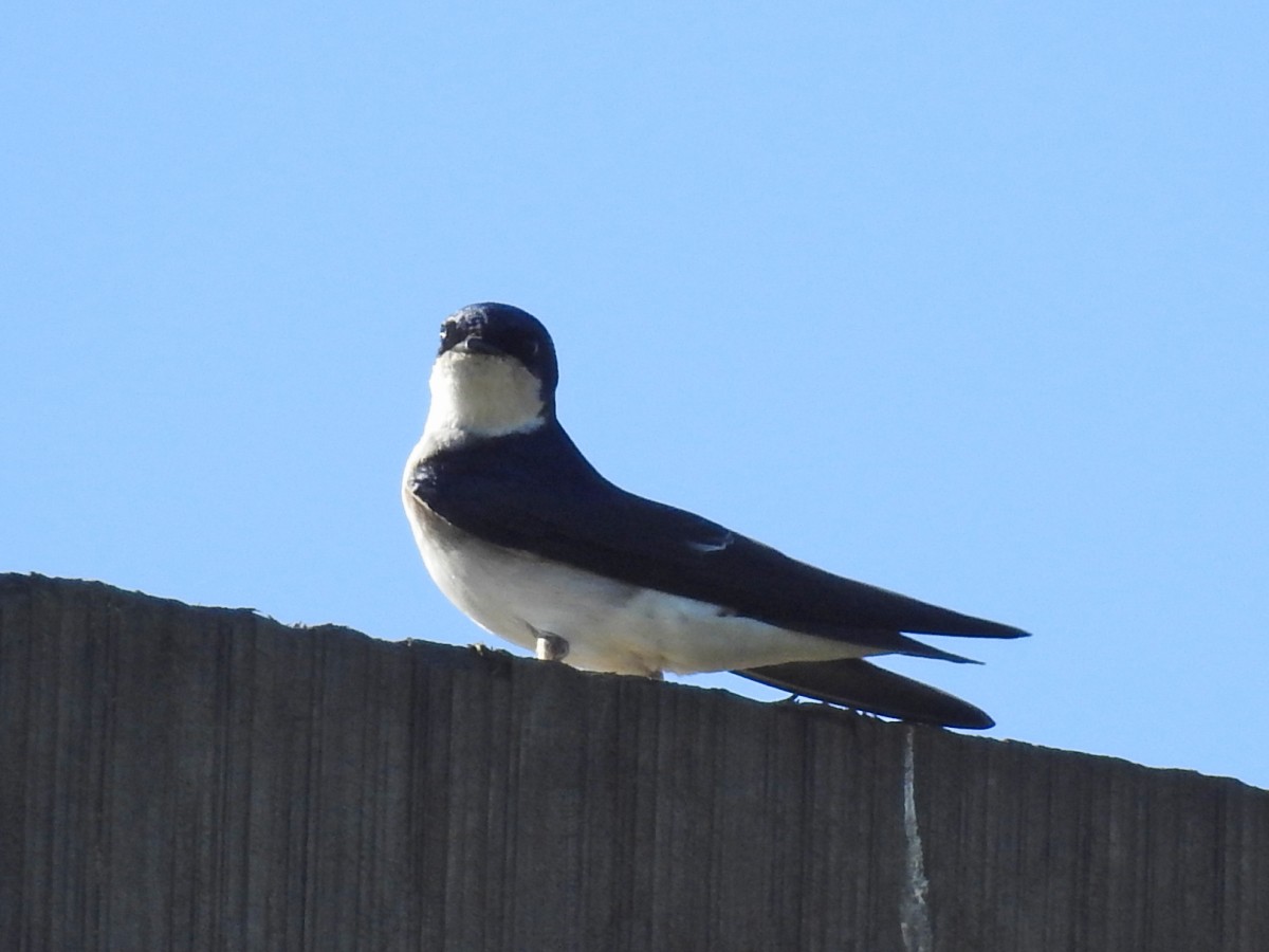 Chilean Swallow - ML605444521