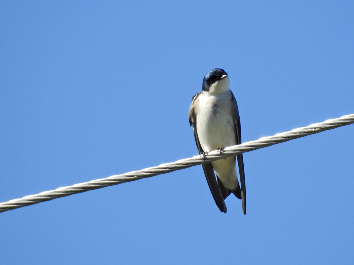 Chilean Swallow - ML605444531