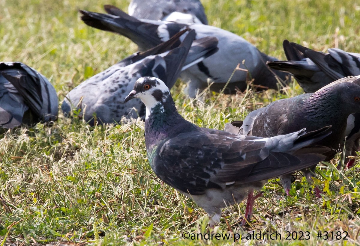 Rock Pigeon (Feral Pigeon) - ML605444621