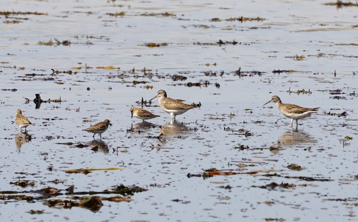 Semipalmated Sandpiper - Geneviève Dumas