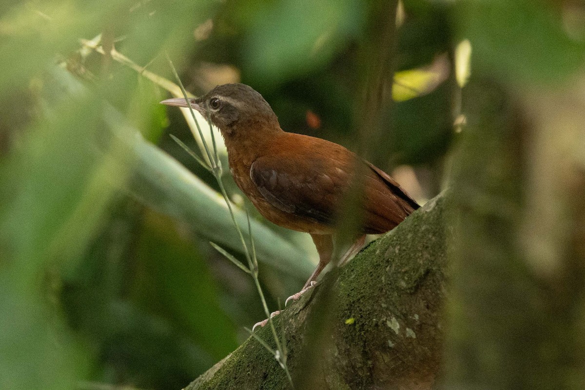 Pale-billed Hornero - ML605445331