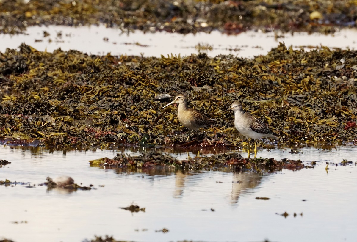 Short-billed Dowitcher - Geneviève Dumas