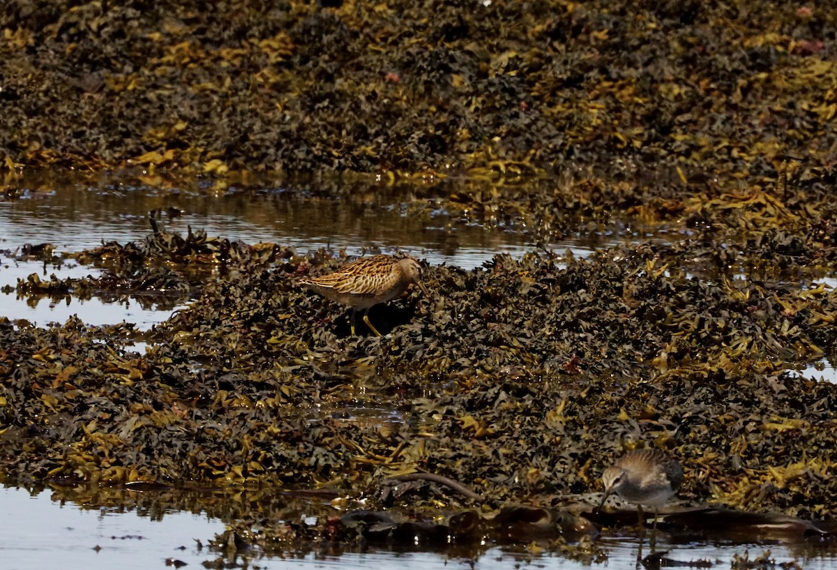 短嘴半蹼鷸 - ML605445501