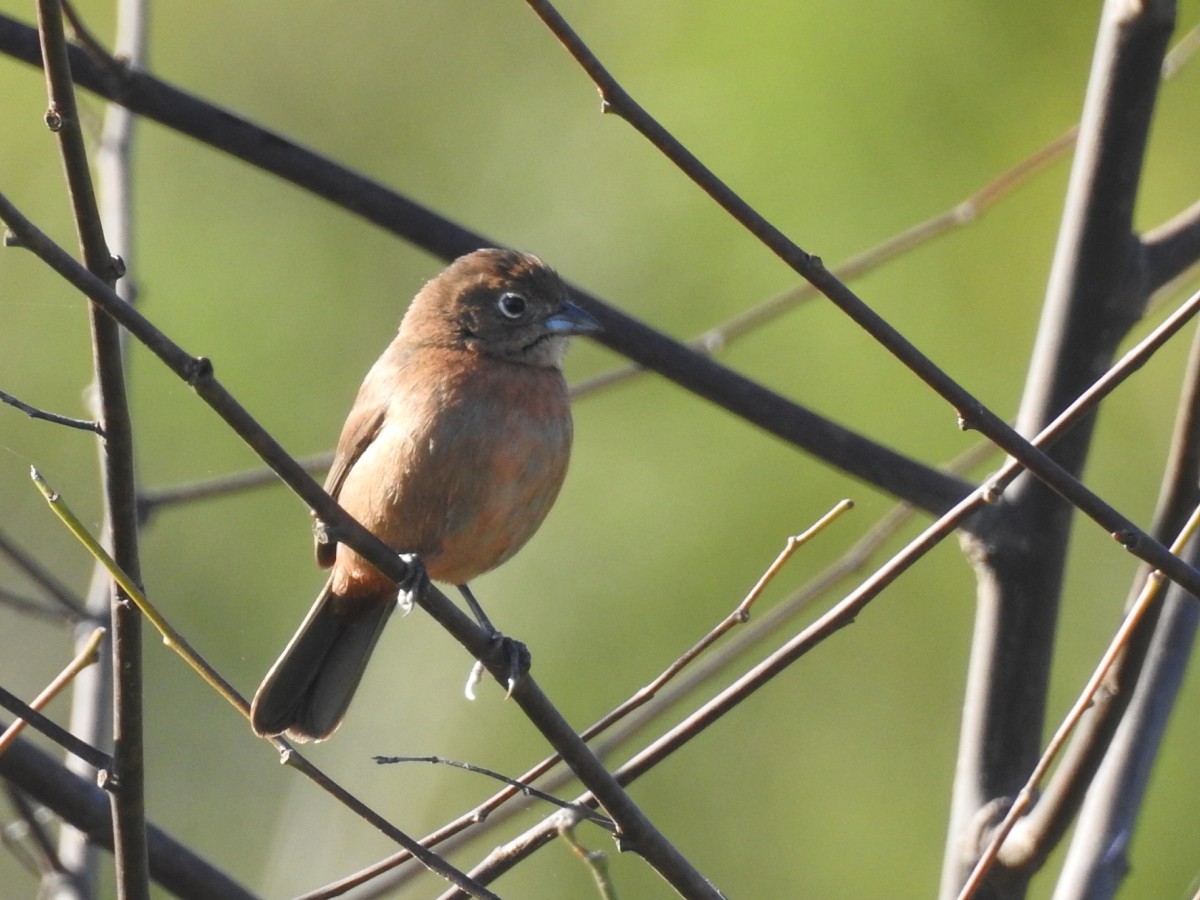 Red-crested Finch - ML605445991