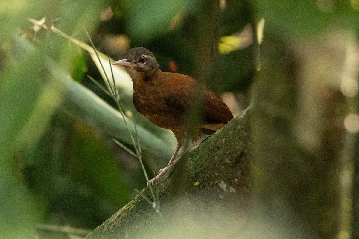 Pale-billed Hornero - ML605446121