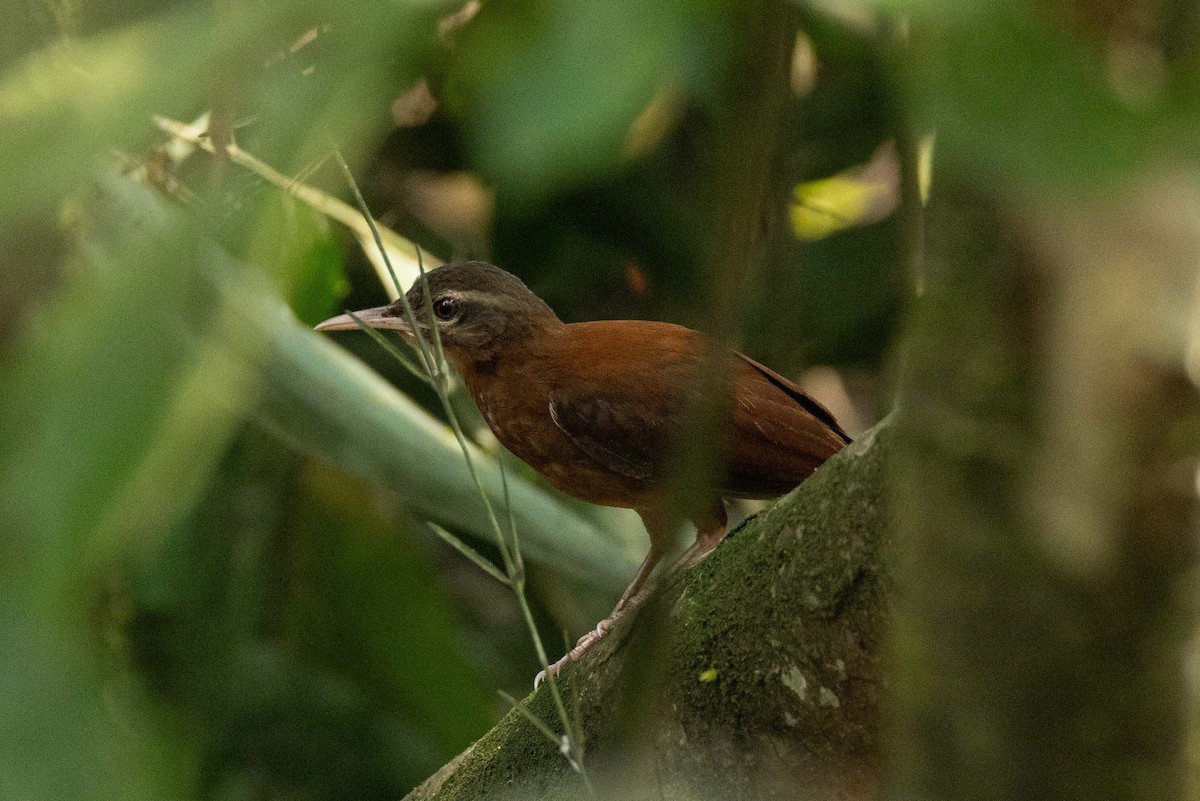 Pale-billed Hornero - Eric VanderWerf