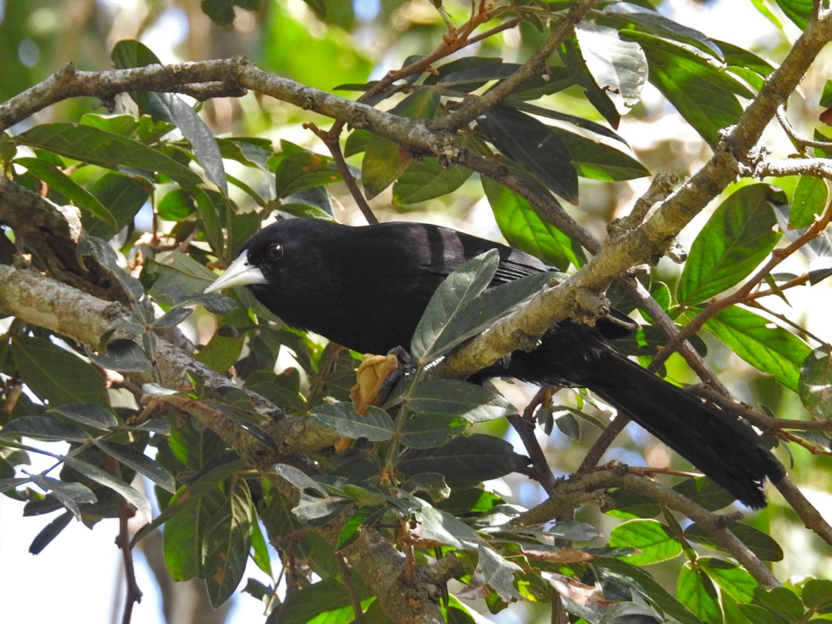 Solitary Black Cacique - ML605446431